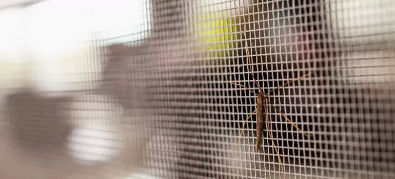 Repair Mosquito Mesh For Windows in Vero Beach, FL